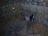 dade_5.jpg (17557 bytes)